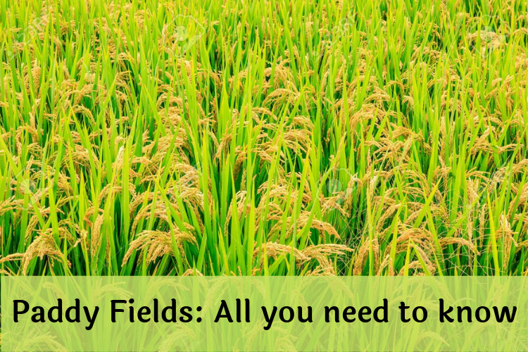 All you need to know about Paddy fields