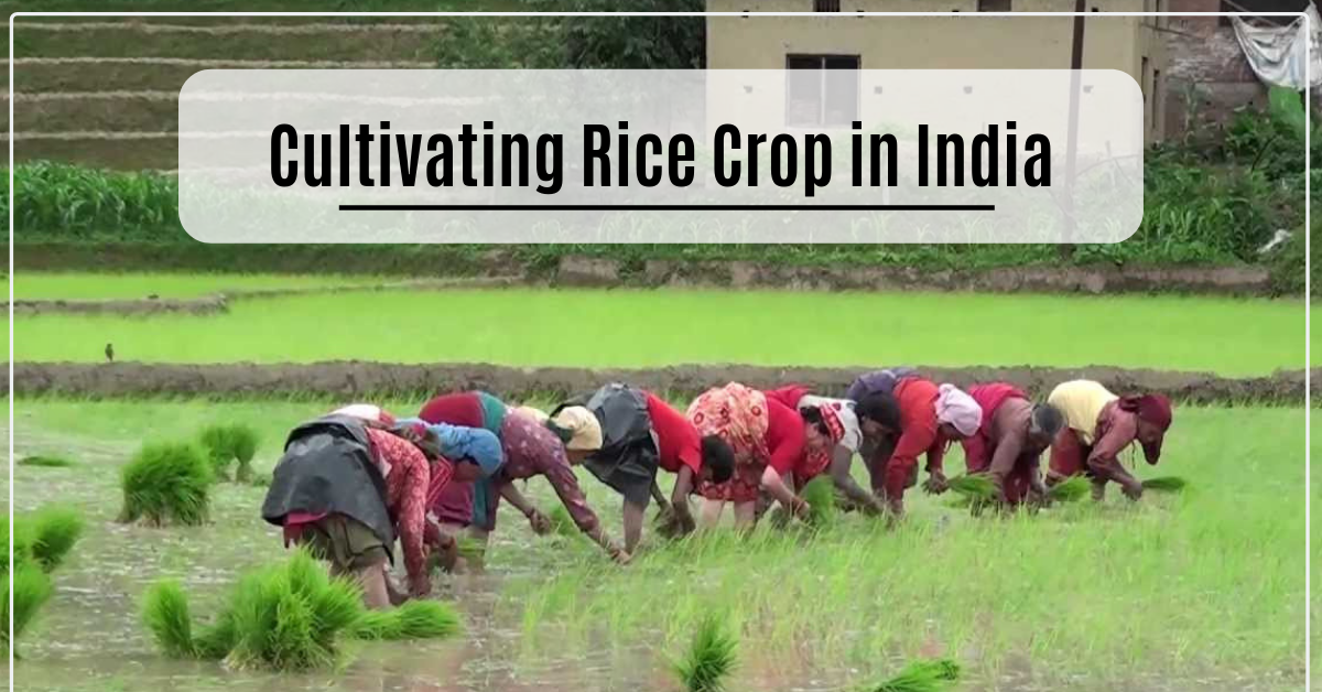 Cultivating Rice Crop in India