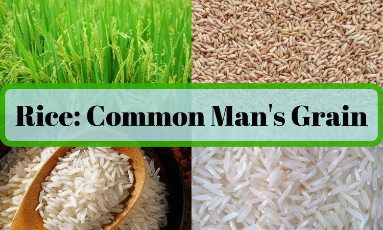 Rice as a crop