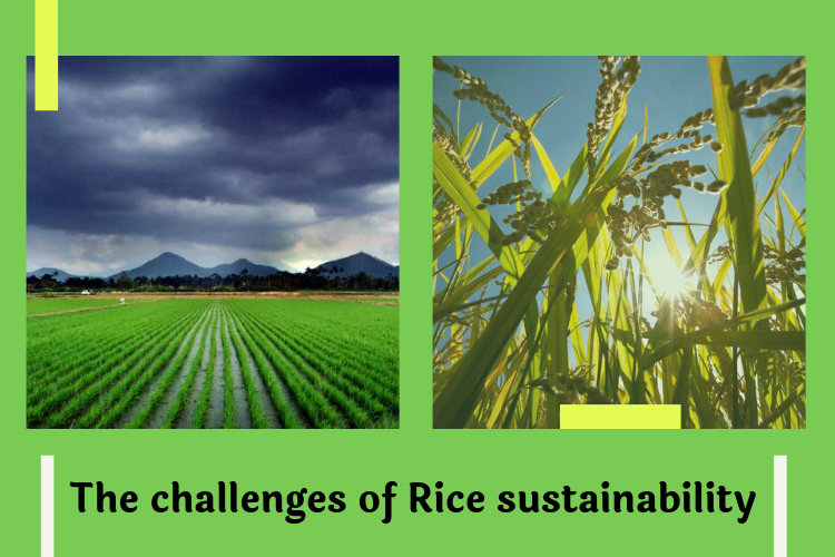 The challenges of Rice sustainability - The increasing World's population and Climate change
