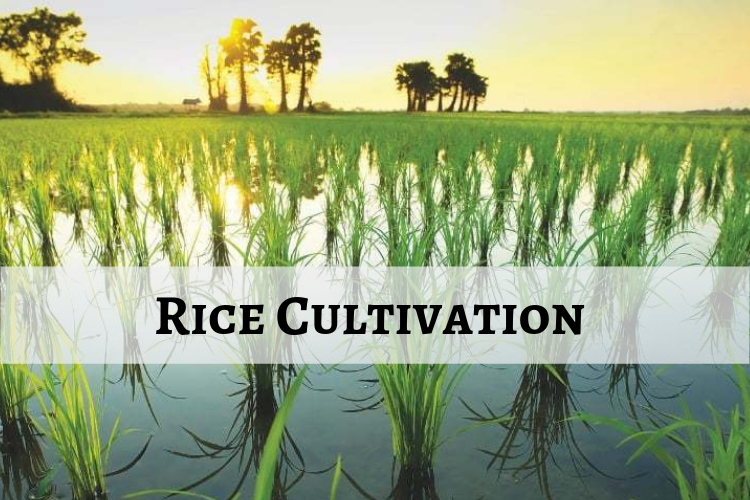 Cultivation of Rice in India: Conditions, Methods and production